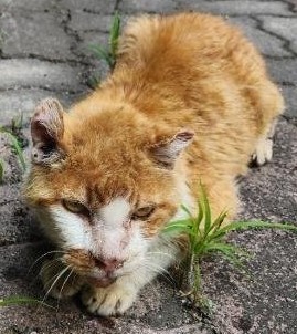 [고양이] 한국 고양이 충남-공주-2025-00155 유기동물 배경 이미지 입니다.